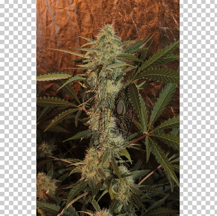Feminized Cannabis Skunk Seed Online Shopping PNG, Clipart, Artikel, Cannabis, Feminized Cannabis, Hemp, Hemp Family Free PNG Download