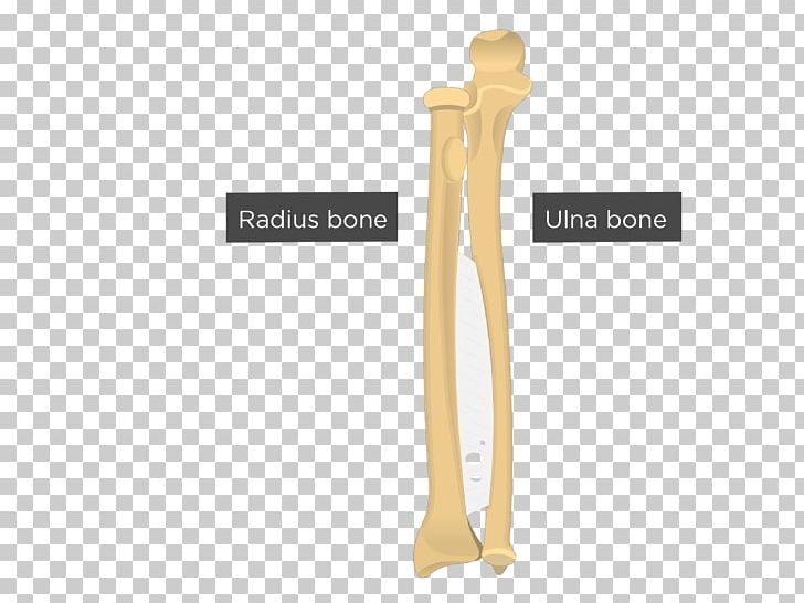 Ulna Radius Anatomy Bone Forearm PNG, Clipart, Anatomy, Angle, Bone, Carpal Bones, Elbow Free PNG Download