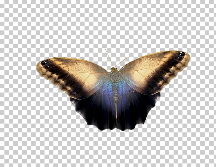 Brush-footed Butterflies Butterfly Moth Blue 0 PNG, Clipart, 2014, Arthropod, Azul, Blue, Blue Butterfly Free PNG Download