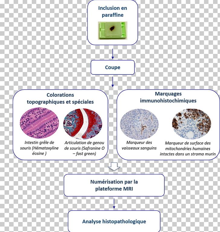 Paraffin Wax IRCM Service Research Institute PNG, Clipart, Diagram, Inserm, Institute, Organ, Organism Free PNG Download