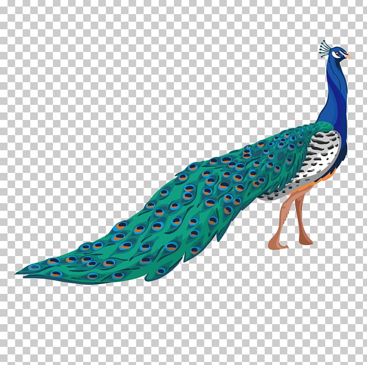 Peafowl Adobe Illustrator PNG, Clipart, Animals, Aqua, Beak, Bird, Birds Free PNG Download