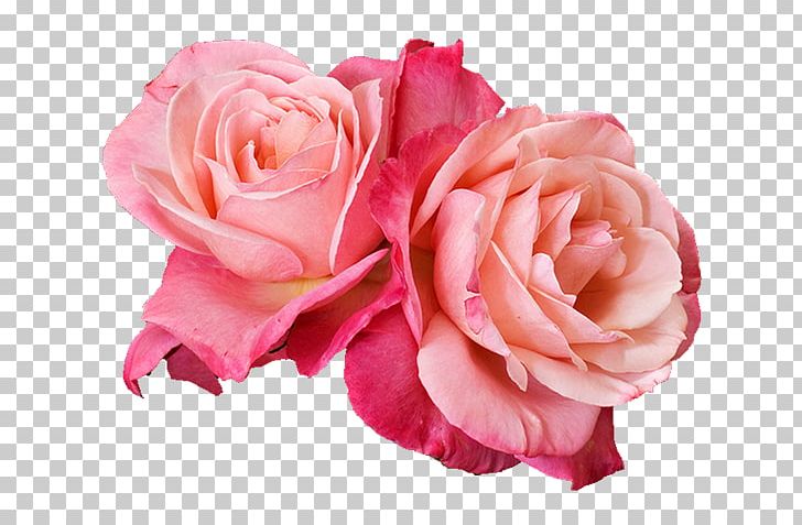 Photography PNG, Clipart, Bts, Cut Flowers, Drawing, Floral Design, Floribunda Free PNG Download