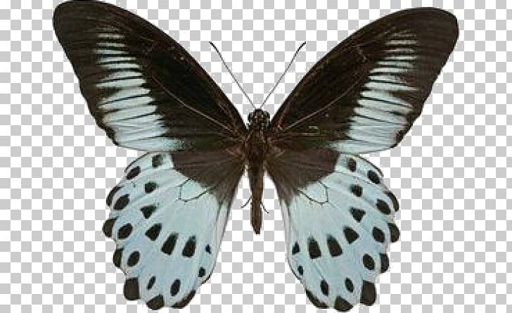 Swallowtail Butterfly Insect Papilio Polymnestor Morpho PNG, Clipart, Arthropod, Brush Footed Butterfly, Butterflies And Moths, Butterfly, Butterfly House Free PNG Download