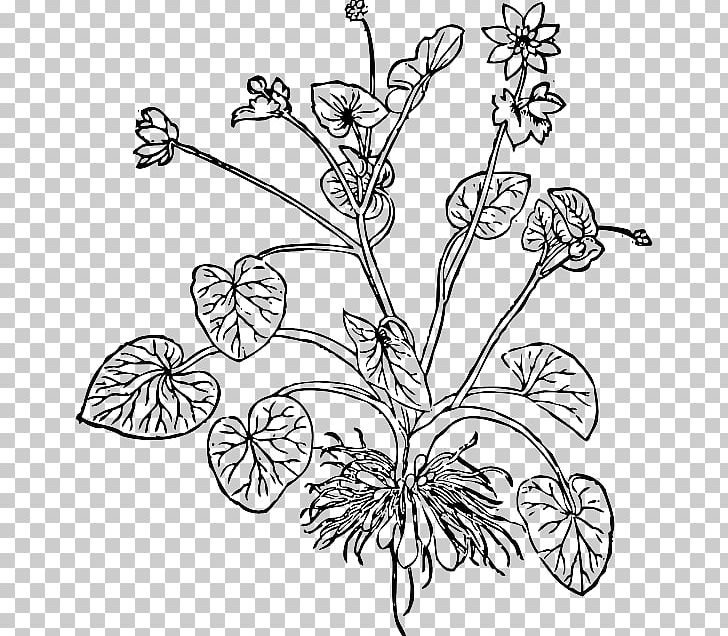 Ficaria Verna Flower PNG, Clipart, Black And White, Branch, Bud, Coloring Book, Cut Flowers Free PNG Download