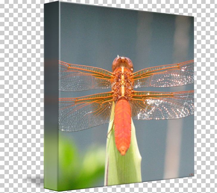 Insect Dragonfly Photography Invertebrate Arthropod PNG, Clipart, Animals, Arthropod, Dragonflies And Damseflies, Dragonfly, Insect Free PNG Download