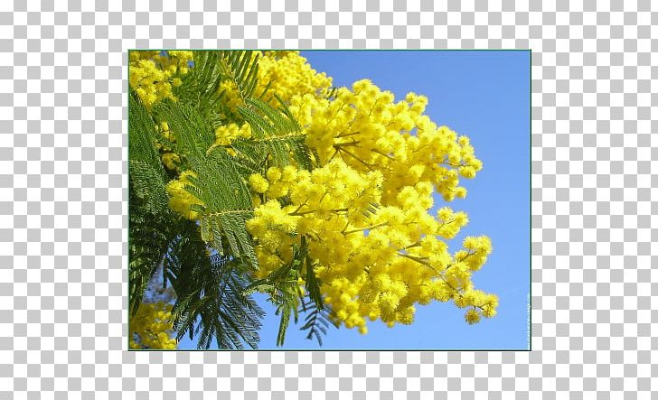 Mimosa Pudica Flower Acacia Dealbata Bloody Mary PNG, Clipart, Acacia Dealbata, Albizia Julibrissin, Bloody Mary, Branch, Brunch Free PNG Download
