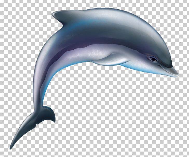 Common Bottlenose Dolphin Tucuxi Wholphin Short-beaked Common Dolphin Rough-toothed Dolphin PNG, Clipart, Animal, Animals, Blue, Cartoon Character, Cartoon Eyes Free PNG Download