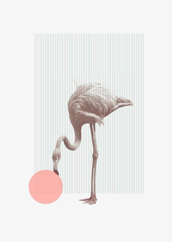 Flamingo Illustration PNG, Clipart, African, African Animals, Animal, Animals, Buckle Free PNG Download