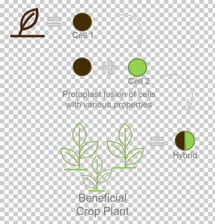 Leaf Logo Brand Font PNG, Clipart, Alternating Current, Brand, Diagram, Flora, Grass Free PNG Download