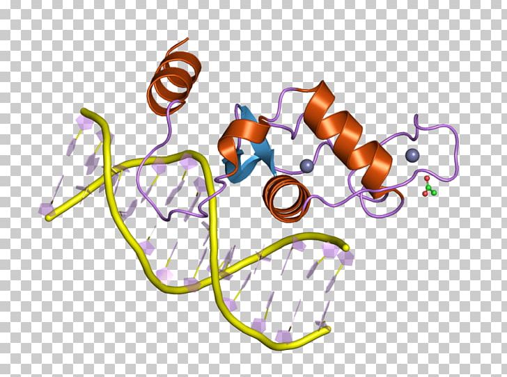 Liver Receptor Homolog-1 Steroidogenic Factor 1 Gene Transcription Factor Nuclear Receptor PNG, Clipart, Adrenal Gland, Art, Finger, Gene, Gonad Free PNG Download