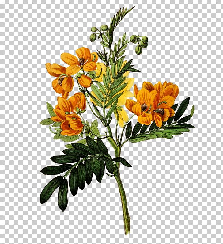 Botany Botanical Illustration Curtis's Botanical Magazine Botanical Prints PNG, Clipart,  Free PNG Download