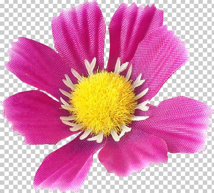 Daisy Family Cut Flowers Annual Plant Chrysanthemum PNG, Clipart, Annual Plant, Aster, Chrysanthemum, Chrysanths, Com Free PNG Download
