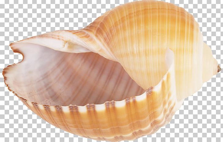 Seashell Snail Conch PNG, Clipart, Clam, Clams Oysters Mussels And Scallops, Cockle, Conch, Conchology Free PNG Download