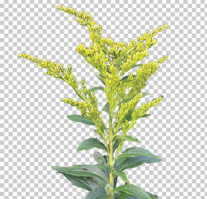 Boreal Forest Of Canada Threeleaf Goldthread Plant Mexican Tea PNG, Clipart, Amaranth Family, Boreal Ecosystem, Boreal Forest Of Canada, Container, Edible Mushroom Free PNG Download