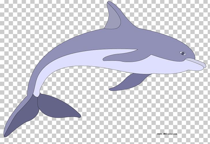Dolphin Drawing Bitmap PNG, Clipart, Animals, Bitmap, Color, Desktop Wallpaper, Drawing Free PNG Download