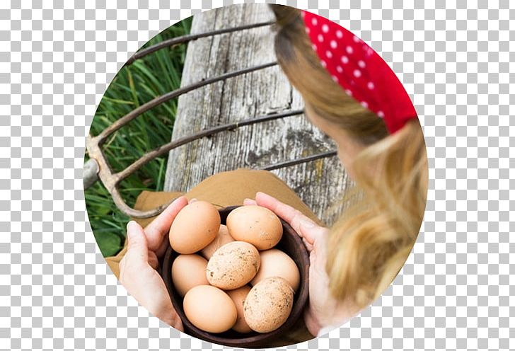 Egg Chicken Stock Photography PNG, Clipart, Bench, Bowl, Chicken, Egg, Food Free PNG Download