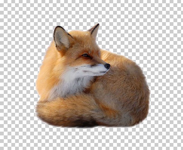 Fox Canidae PNG, Clipart, Animals, Atmosphere, Canidae, Carnivoran, Cute Free PNG Download