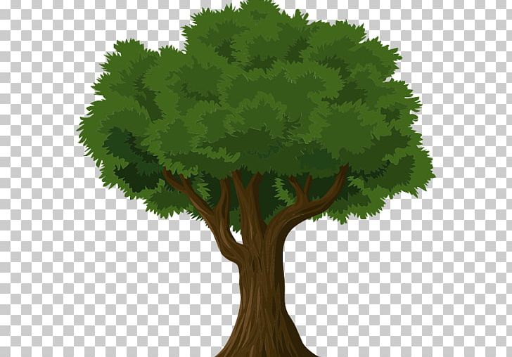 Tree Learning Nusach Hari B'nai Zion Business Organization PNG, Clipart,  Free PNG Download