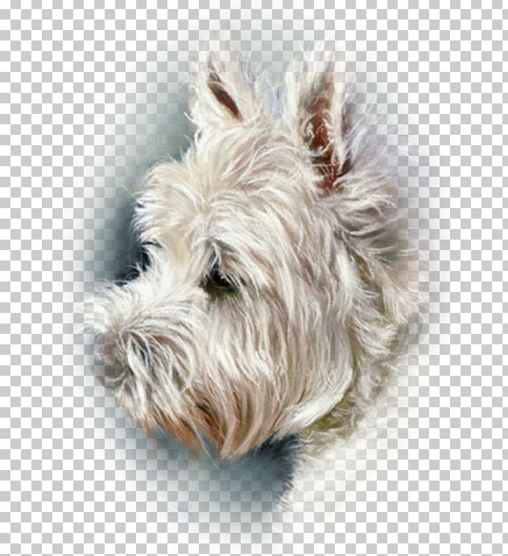 Glen West Highland White Terrier Cairn Terrier Scottish Terrier Soft-coated Wheaten Terrier PNG, Clipart, Art, Carnivoran, Companion Dog, Dog Breed, Dog Like Mammal Free PNG Download