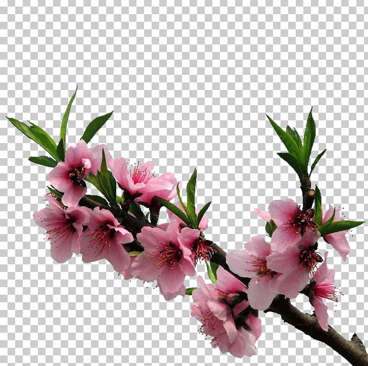 NetEase Blog 新浪博客 Sina Corp PNG, Clipart, Blog, Blossom, Bookmark, Branch, Cherry Blossom Free PNG Download