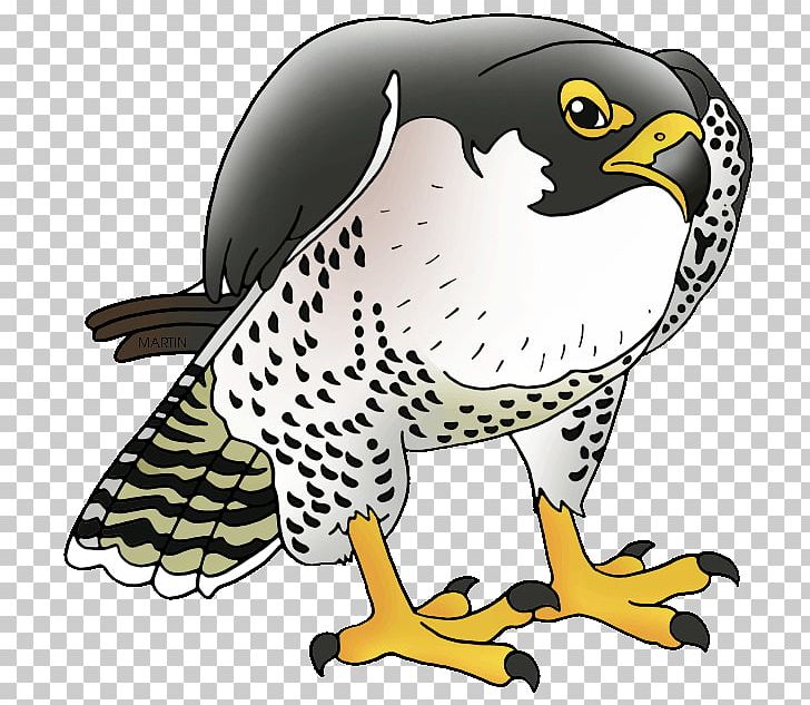 Peregrine Falcon Prairie Falcon Merlin PNG, Clipart, Animals, Beak, Bird, Bird Of Prey, Clip Art Free PNG Download