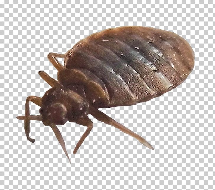 True Bugs Bed Bug Insect Pest Control PNG, Clipart, Animals, Arizona, Arthropod, Bait, Bed Free PNG Download