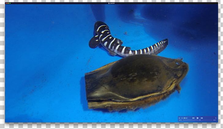 Zebra Shark Egg Case Leopard Shark PNG, Clipart, Animals, Baby Zebras, Blue, Brownbanded Bamboo Shark, Cookiecutter Shark Free PNG Download