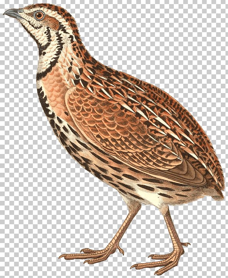 Bird Common Quail Rain Quail Gambel's Quail PNG, Clipart, Animal, Animals, Beak, Bird, California Quail Free PNG Download