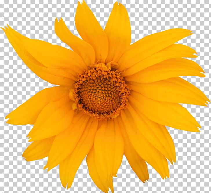 Common Sunflower Drawing PNG, Clipart, Common Sunflower, Daisy Family, Drawing, Encapsulated Postscript, Flower Free PNG Download