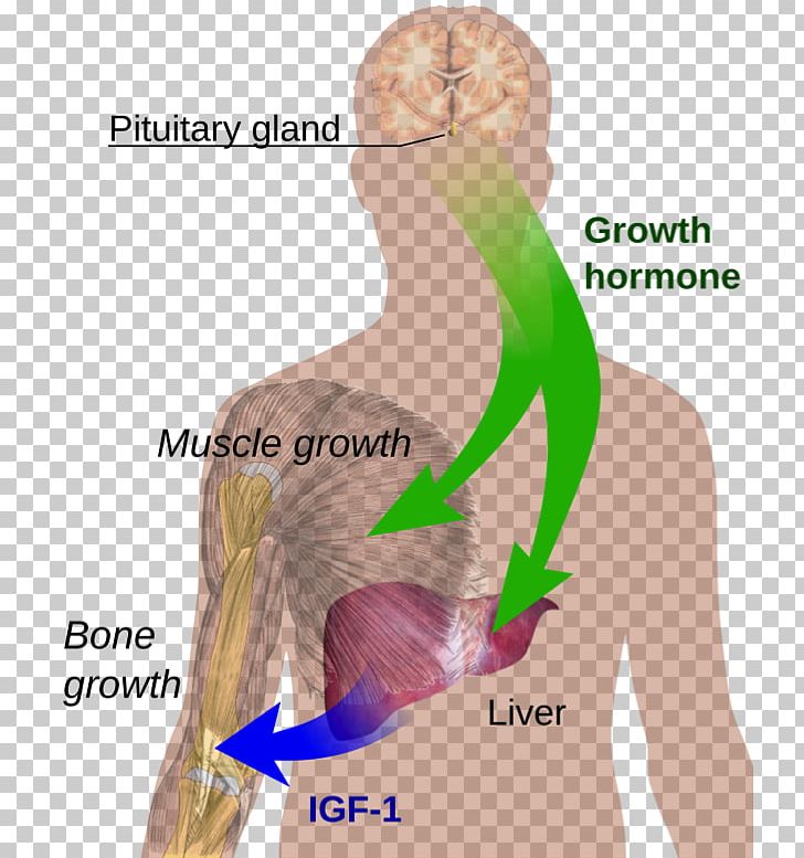 Growth Hormone Deficiency Growth Hormone Therapy Sermorelin PNG, Clipart, Abdomen, Anterior Pituitary, Arm, Back, Chest Free PNG Download