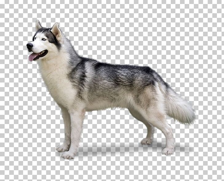 Miniature Siberian Husky German Shepherd Puppy Alaskan Husky PNG, Clipart, Akita, Alaskan, Animals, Carnivoran, Dog Breed Free PNG Download