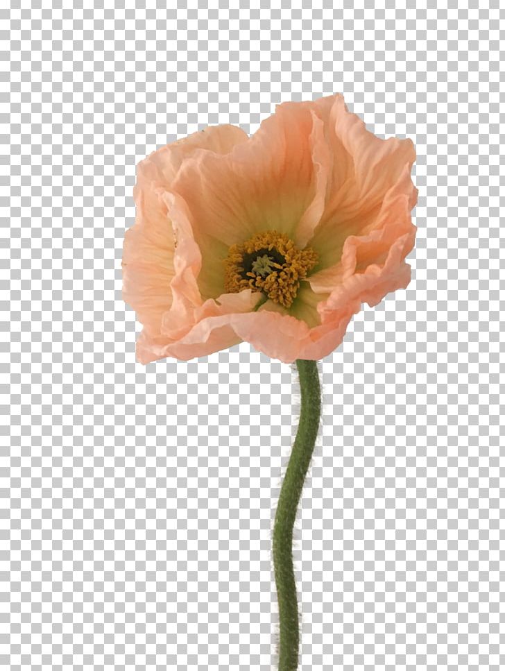 Poppy Flower Papaver Nudicaule Papaver Orientale Meconopsis Cambrica PNG, Clipart, Bridalwreaths, Coquelicot, Cut Flowers, Dahlia, Fern Free PNG Download