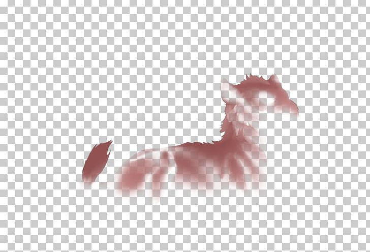 Whiskers Kitten Dog Snout Paw PNG, Clipart, Canidae, Carnivoran, Cat, Cat Like Mammal, Closeup Free PNG Download
