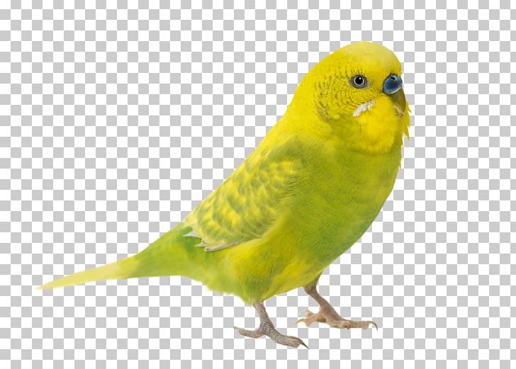 Budgerigar Parrot Bird Jaguarundi Parakeet PNG, Clipart, Animal, Animals, Beak, Bird, Budgerigar Free PNG Download