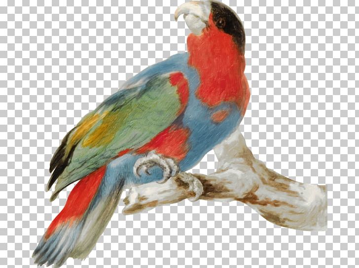 Budgerigar Parrot Lovebird PNG, Clipart, Animal, Animals, Bird, Branch, Cartoon Free PNG Download