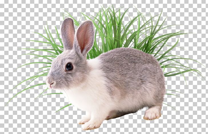 European Rabbit Conejos/rabbits Conejos / Rabbits PNG, Clipart, Angora Aquarium, Animals, Domestic Rabbit, Encapsulated Postscript, European Rabbit Free PNG Download