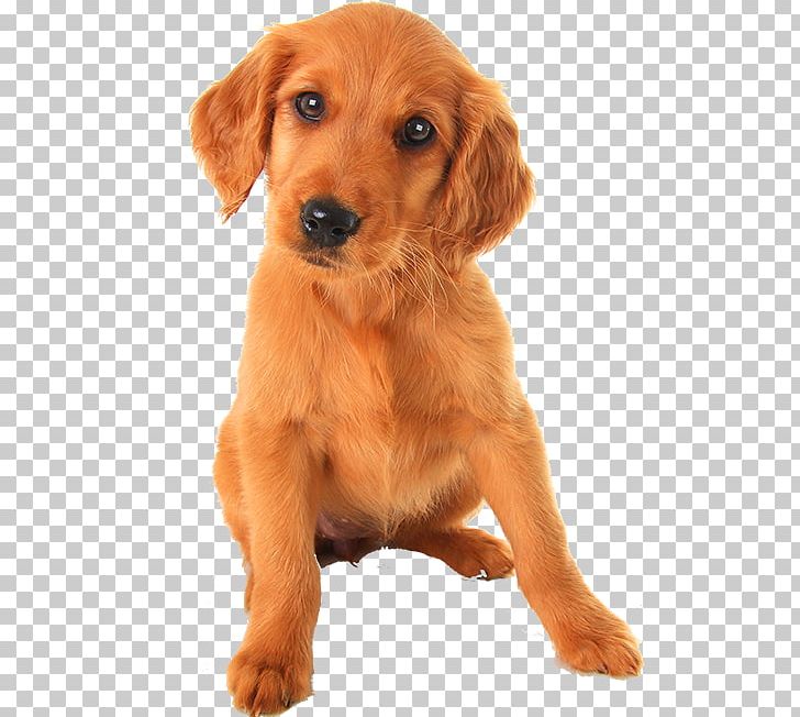 Puppy Irish Setter Golden Retriever Yorkshire Terrier Labrador Retriever PNG, Clipart, Animals, Carnivoran, Companion Dog, Cuteness, Dog Breed Free PNG Download