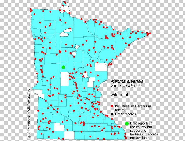 Minnesota Perennial Sow Thistle Spotted Joe-pye Weed Noxious Weed PNG, Clipart, Area, Common Couch, Grasses, Invasive Species, Line Free PNG Download