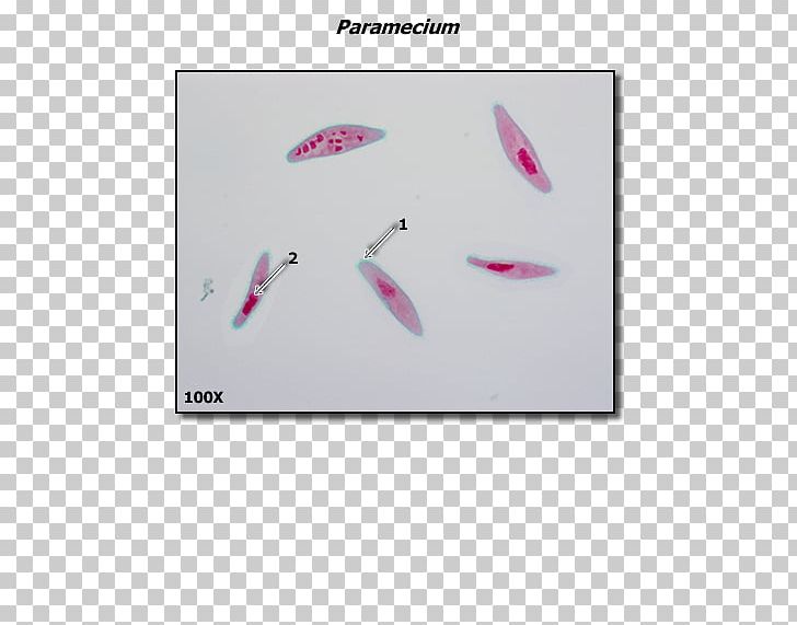 Pink M Feather PNG, Clipart, Animals, Feather, Paramecium Bursaria, Pink, Pink M Free PNG Download
