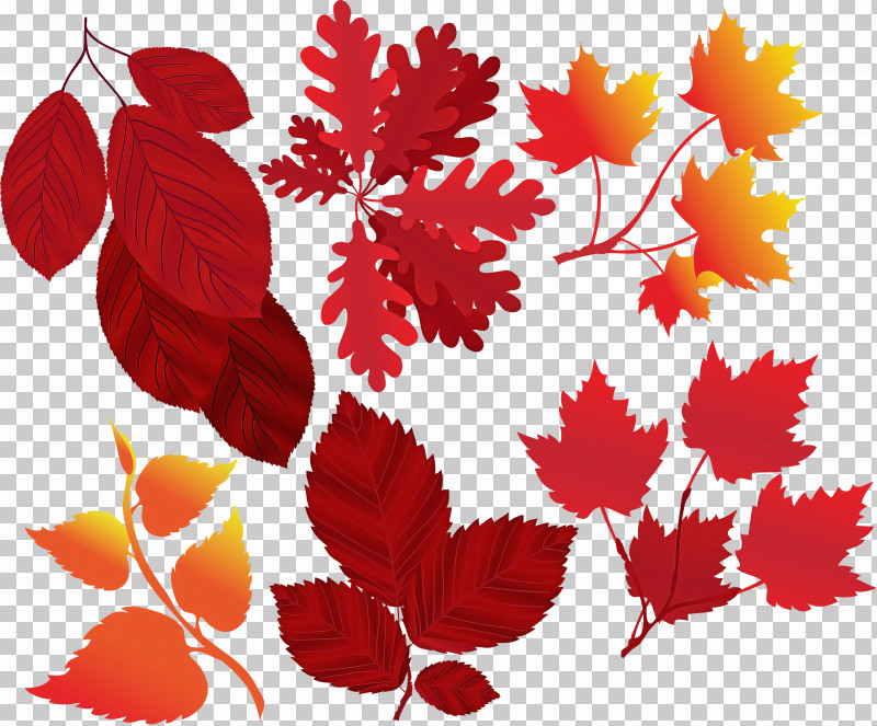 Leaf Red Plant Tree Black Maple PNG, Clipart, Black Maple, Flower, Leaf, Plant, Red Free PNG Download