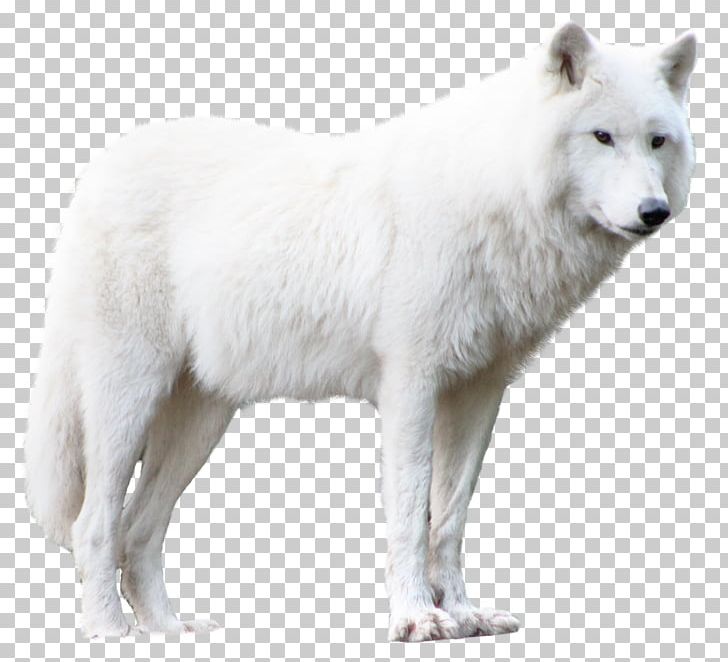 Arctic Wolf PNG, Clipart, Alaskan Tundra Wolf, Animal, Animals, Arctic Wolf, Black Wolf Free PNG Download