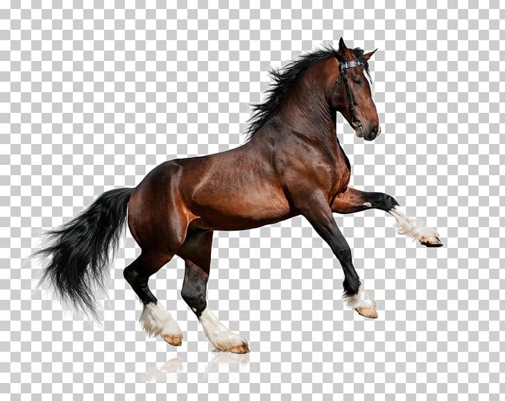 bay horse in stable clipart
