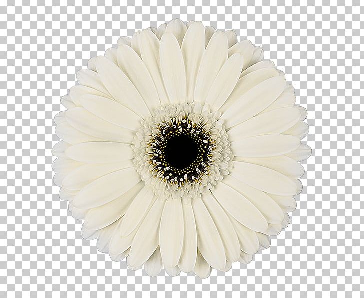 Transvaal Daisy Cut Flowers White Floristry PNG, Clipart, Carnation, Color, Cut Flowers, Daisy Family, Floristry Free PNG Download