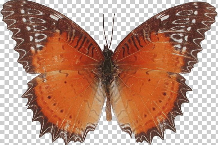 Butterfly Gossamer-winged Butterflies Moth Heliconians Insect PNG, Clipart, Argynnis Hyperbius, Arthropod, Brush Footed Butterfly, Butterflies And Moths, Butterfly Free PNG Download