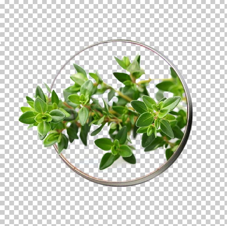 Garden Thyme Herb Seed Vegetable PNG, Clipart, Breckland Thyme, Capsule, Flowerpot, Food, Food Drinks Free PNG Download