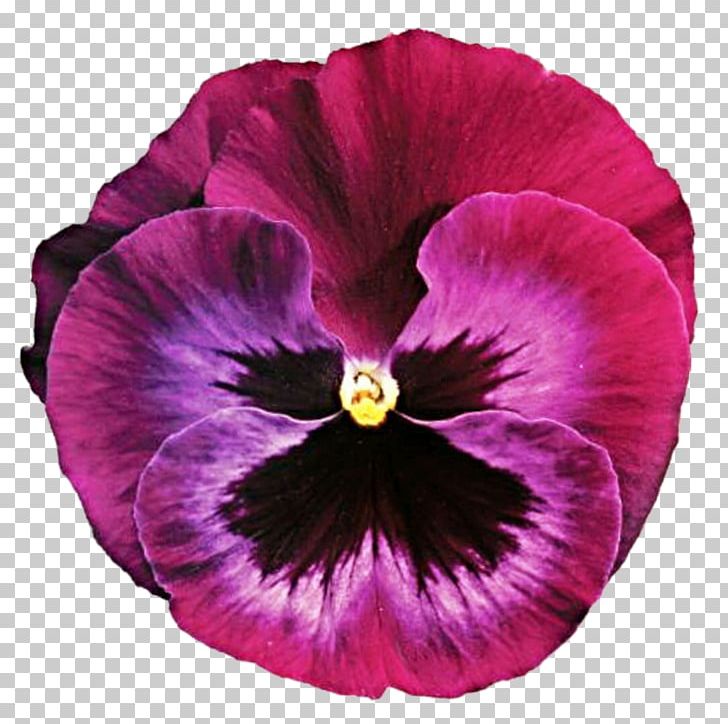 Pansy Flower Violet PNG, Clipart, Annual Plant, Blog, Common Sunflower, Cut Flowers, Flower Free PNG Download