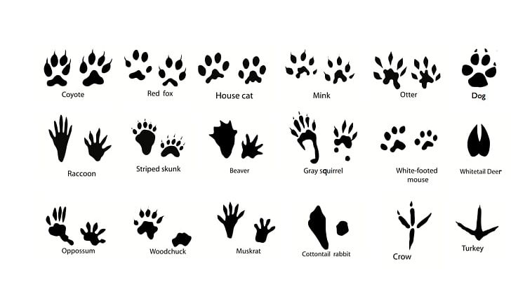 Squirrel Dog Animal Track Footprint PNG, Clipart, Animal, Animal Track, Black, Black And White, Brand Free PNG Download