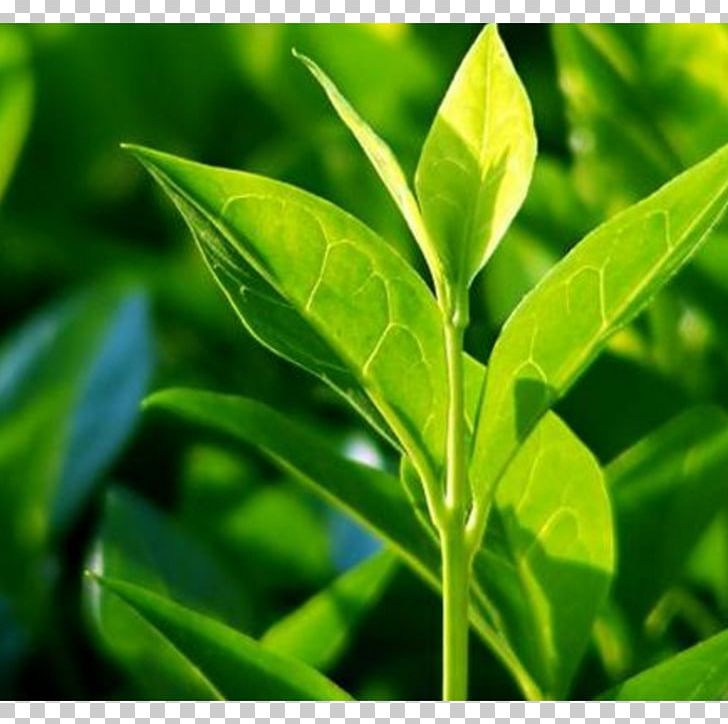 Tea Tree Oil Organic Food Camellia Sinensis PNG, Clipart, Antiseptic, Camellia Sinensis, Disease, Essential Oil, Food Free PNG Download