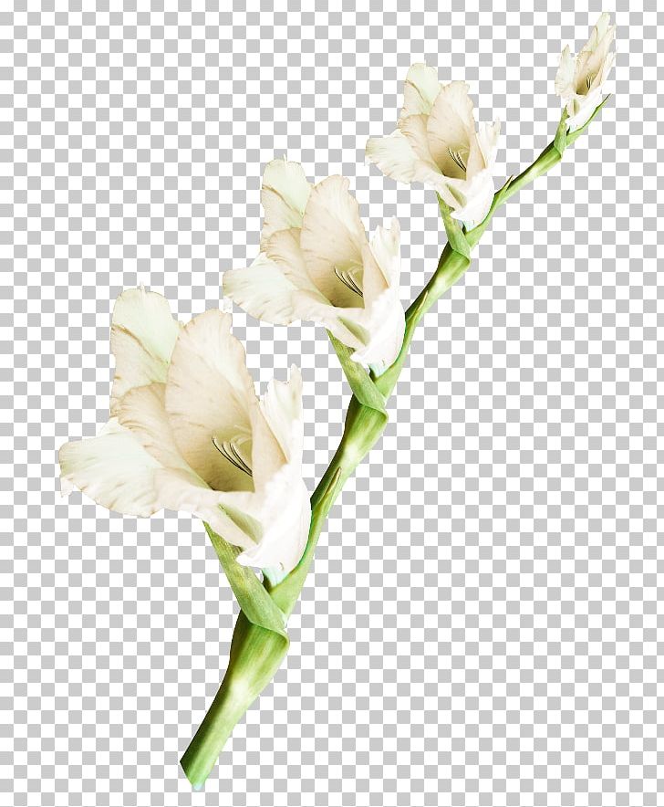 Cut Flowers Plant PNG, Clipart, Bud, Creativity, Cut Flowers, Designer, Floral Design Free PNG Download