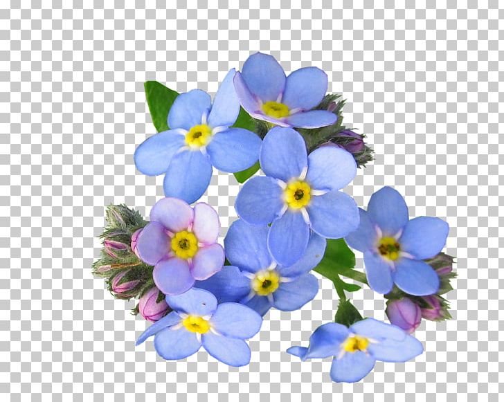 Scorpion Grasses Flower PNG, Clipart, Blue, Borage Family, Boraginaceae, Desktop Wallpaper, Flower Free PNG Download